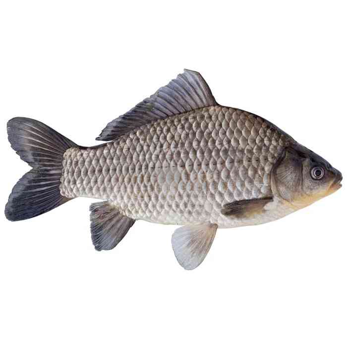 Carp(Cleaned)